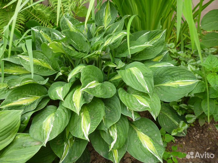 Хосты, папоротники, роджерсии и др