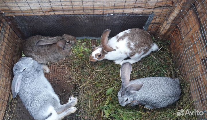 Кролики на мясо