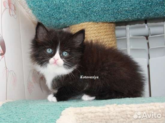 Сибирские котята