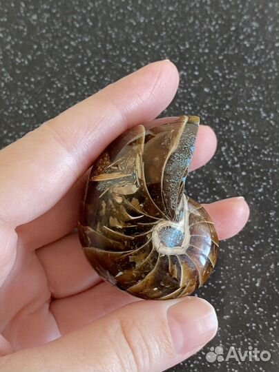 Наутилус 49*37*32 вес 76 гр окаменелость