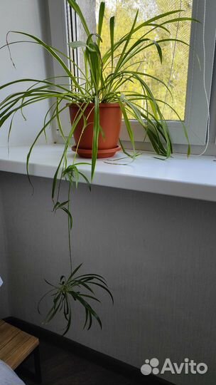 Хлорофитум