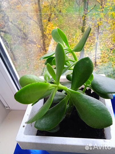 Толстянка, дерево счастья в горшке