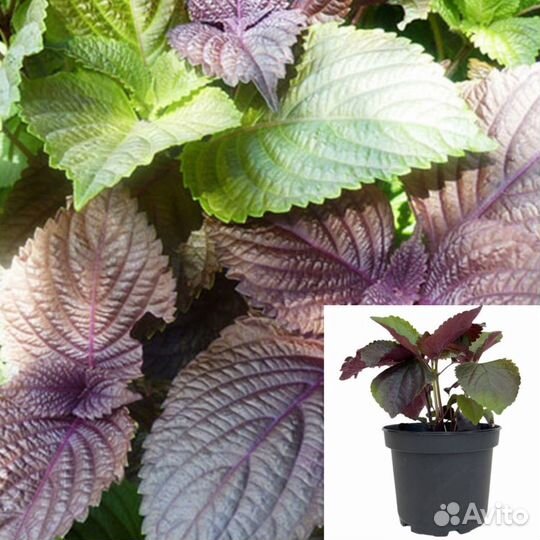 Перилла кустящаяся, разные сорта, семена