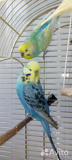 Волнистый попугай, ввп, получехи,радужные