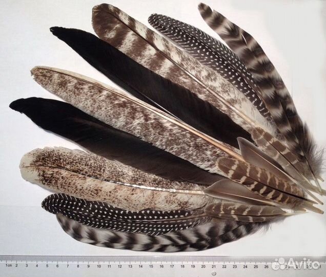 Перья сойки, цесарки, утки и др птиц для украшений