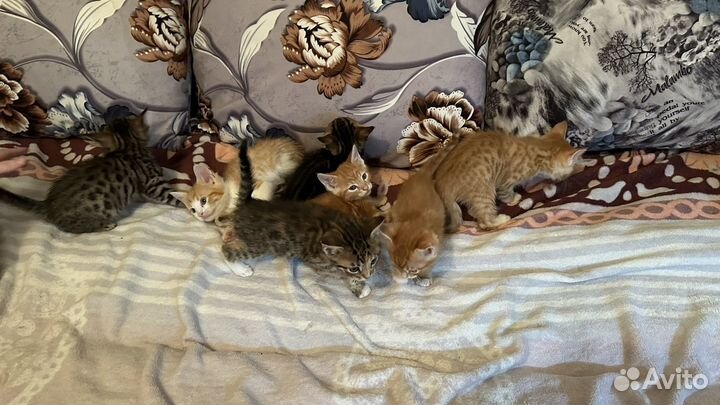 Бенгальские котята