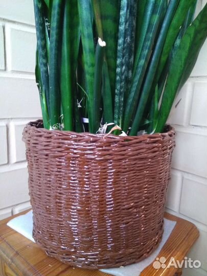 Кашпо без дна