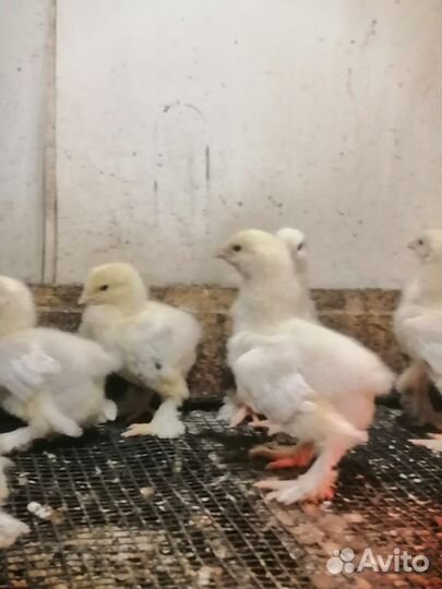 Брама колумбийская