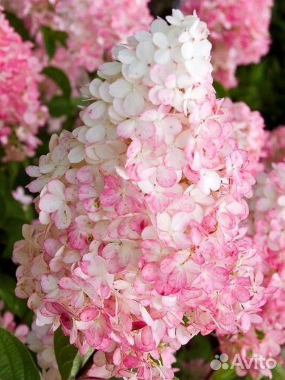 Гортензия метельчатая ванила фрайз