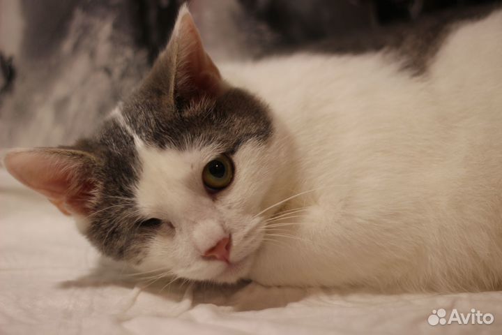 Котик ищет дом