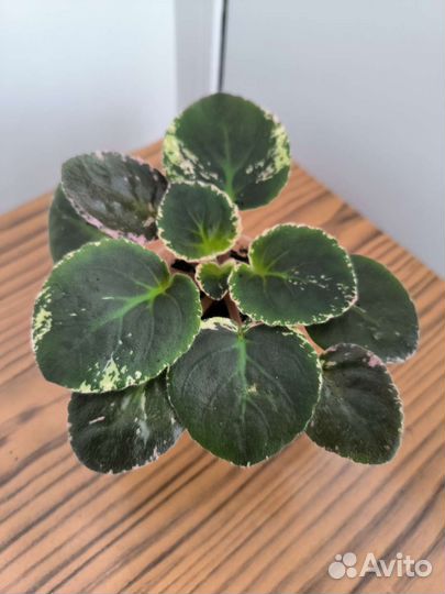 Сортовая фиалка ле Татьяна