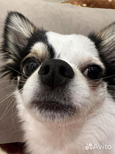 Вязка чихуахуа кобель