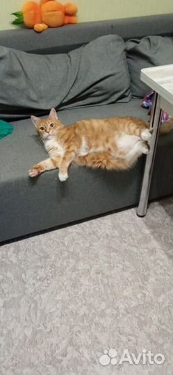 Кошка в дар