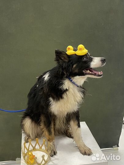 Собака в добрые руки отдам бесплатно