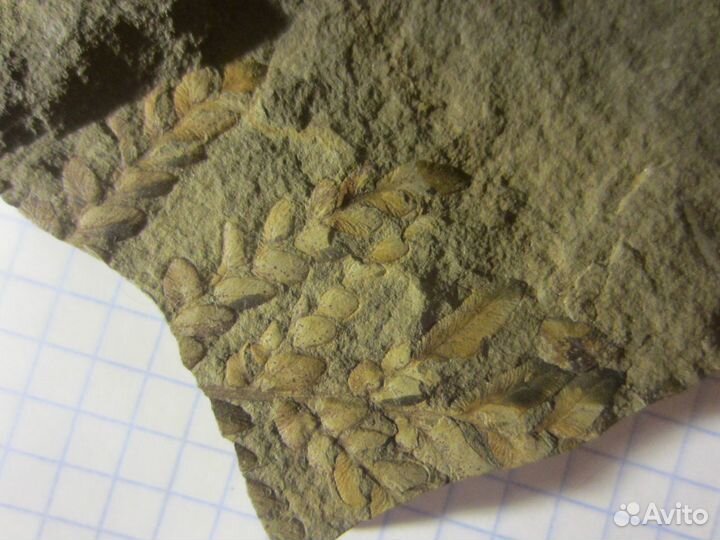 Окаменелая флора Палеозоя, около 320 млн. лет