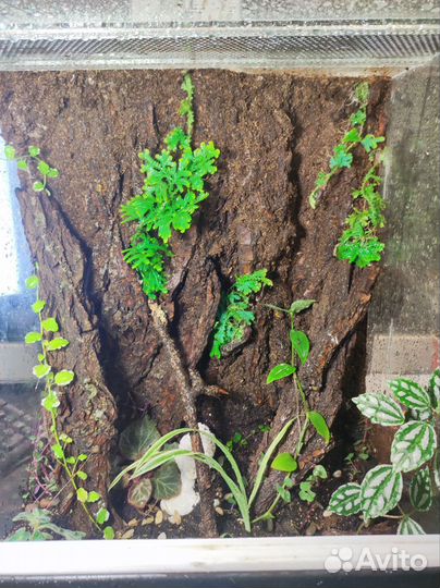 Обустройство террариумов для пауков / рептилий