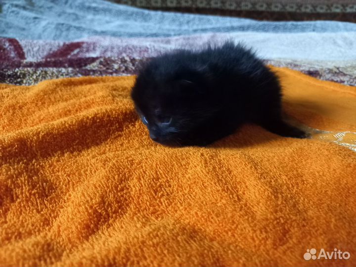 Очаровательные котята