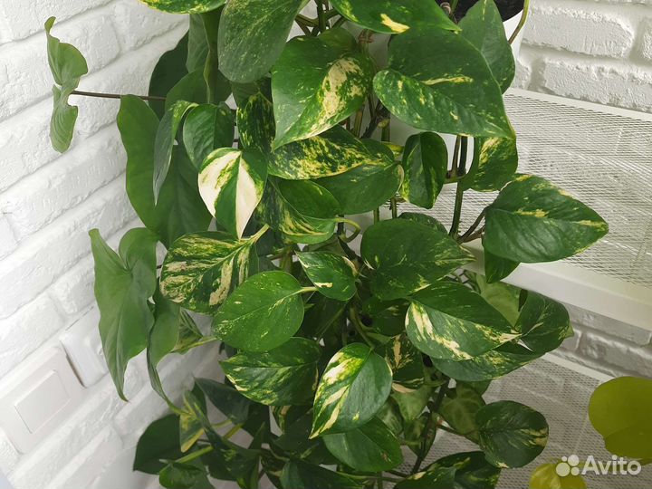 Сциндапсус вариегатный