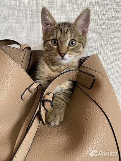 Кот 8 месяцев