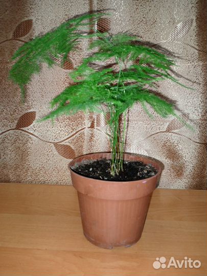 Комнатные растения