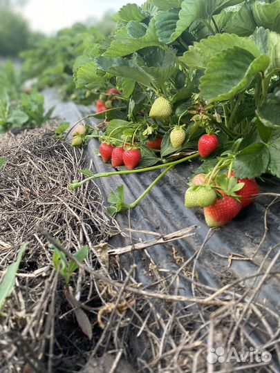 Пленка для клубники