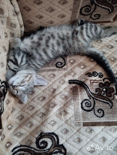 Кошечка