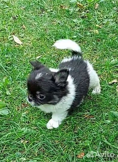 Чихуахуа мальчик длинношерстный