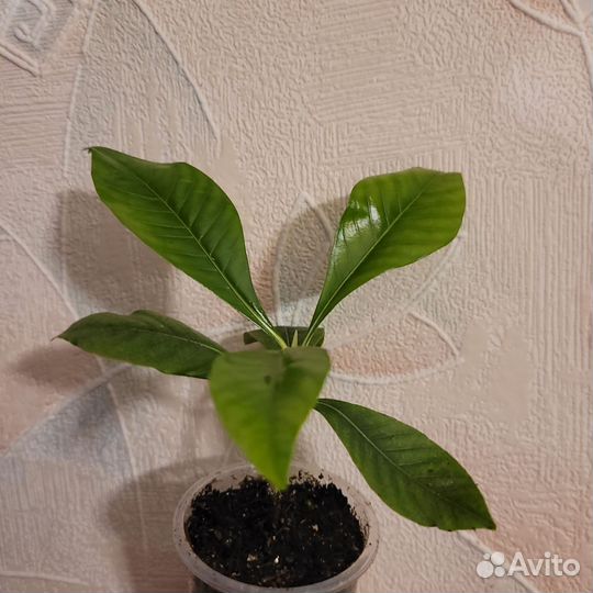 Гардения въетнамская