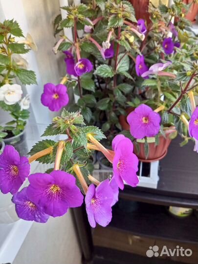 Продам цветы комнатные Ахименесы