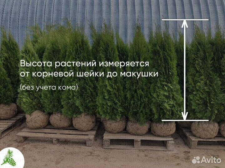 Туя Смарагд 1,5м. Доставка