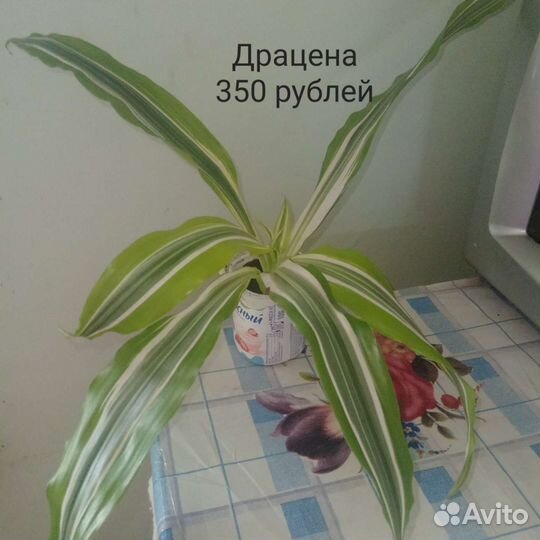 Цветы комнатные каланхое, сансевьера, колеус