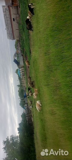 Овцы бараны