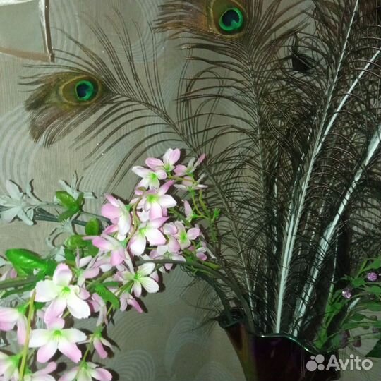 Перо павлина