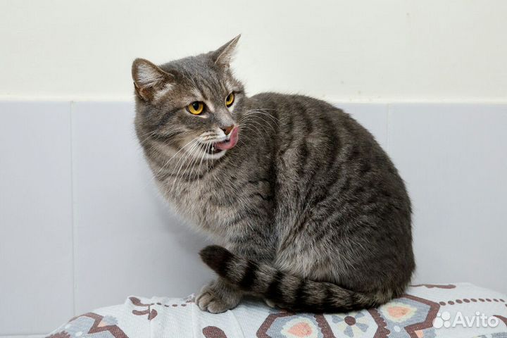 Стерилизованная кошечка в добрые руки