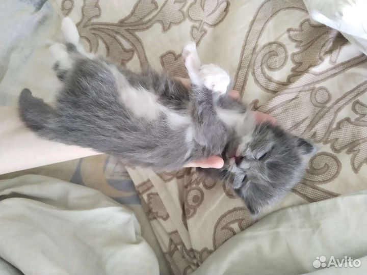 Кошка в дар