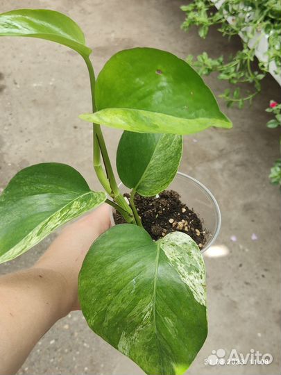 Комнатные растения