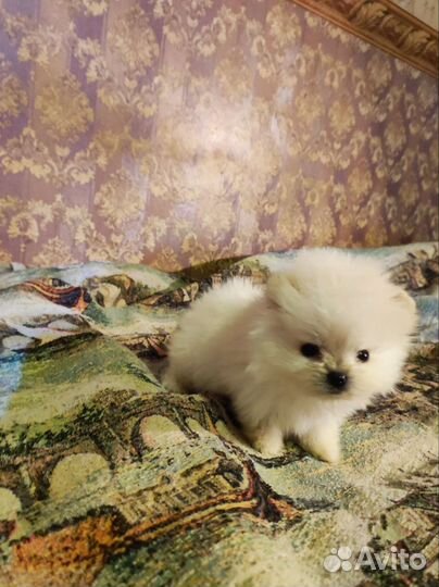 Продаются щенки померанского шпица