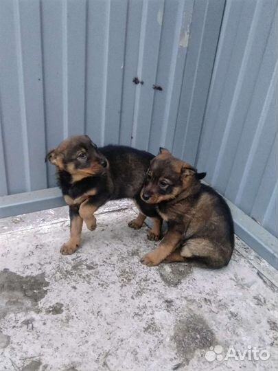 Хорошие девочки ищут семью