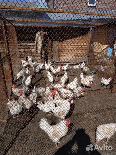 Молодые петухи