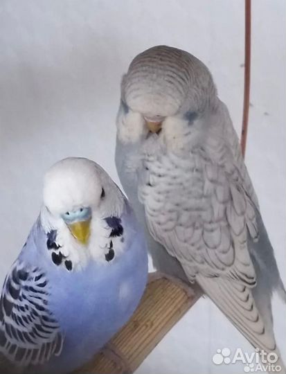 Волнистый попугай