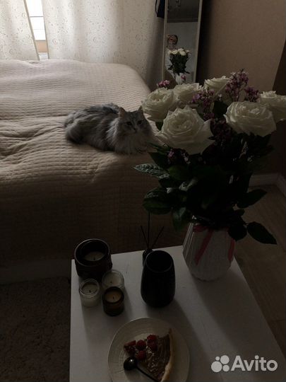 Передержка кошек, котоняня