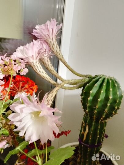 Кактусы и суккуленты