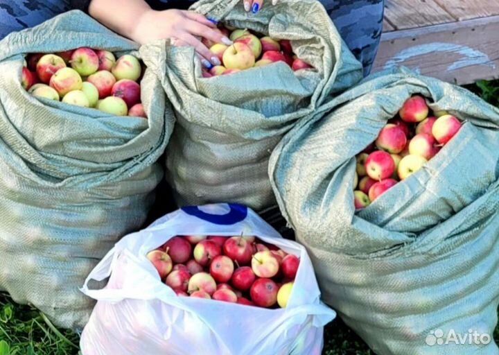 Яблоки ранетки