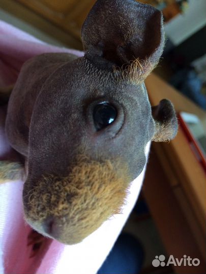 Морская свинка скинни