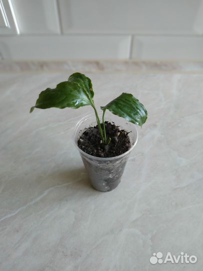 Спатифиллум