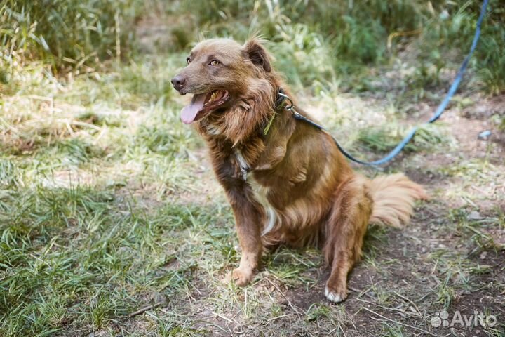 Взрослый особенный пес Рем ищет дом