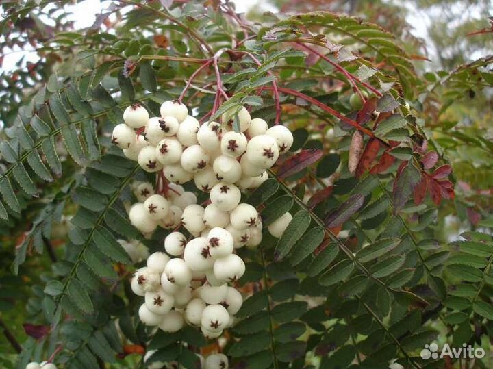 Рябина белоплодная