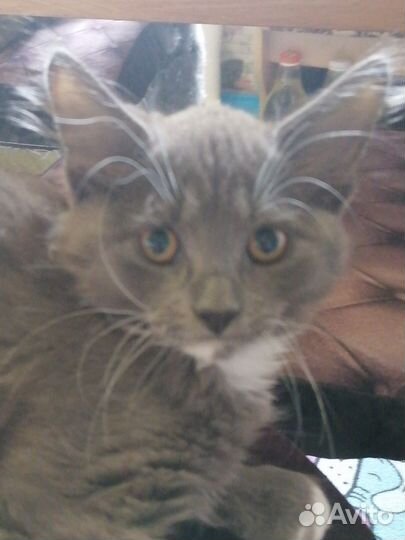 Кошечка мей кун