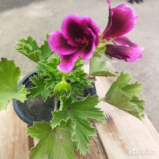 Пеларгония королевская