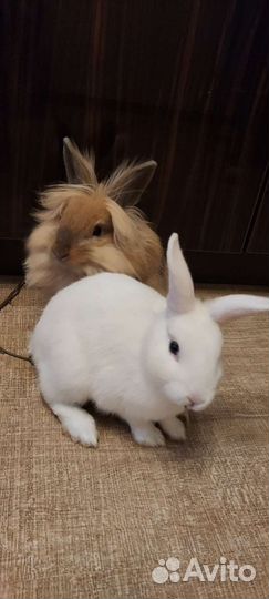 Сдать в аренду животное